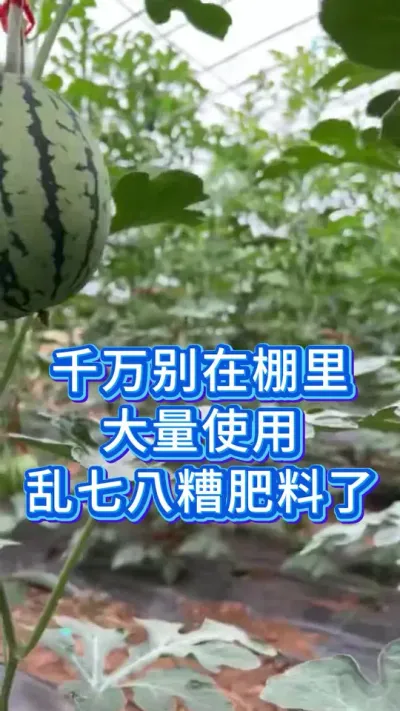 千万别在棚里使用乱七八糟的肥料了 #西瓜管理 #服务三农支持三农 #三农种植 #三农西瓜 #抖音助农