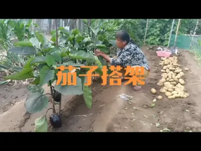 如何给茄子搭架#茄子