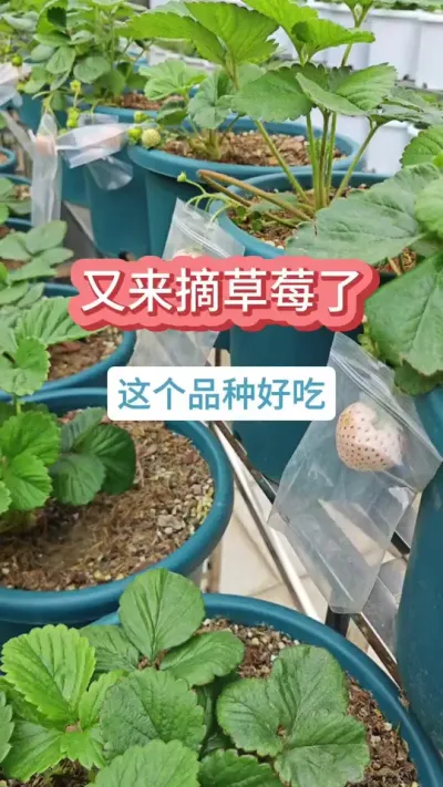 又摘草莓了，草莓的种植过程，草莓的养护方法，新手种草莓 #草莓苗 #种草莓 #盆栽草莓 #草莓种植 #摘草莓摘草莓