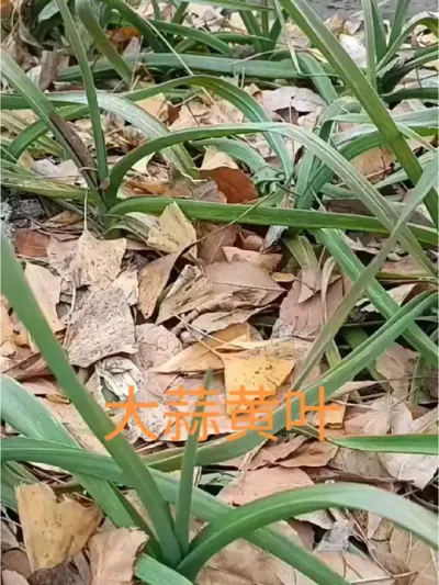大蒜叶片发黄发暗发紫原因如何确定大蒜发生病虫害#大蒜