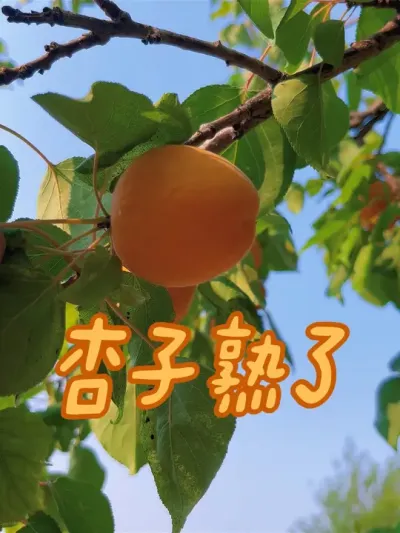 杏子熟了 今天的杏子特别甜#新鲜采摘 #硕果累累 #三农