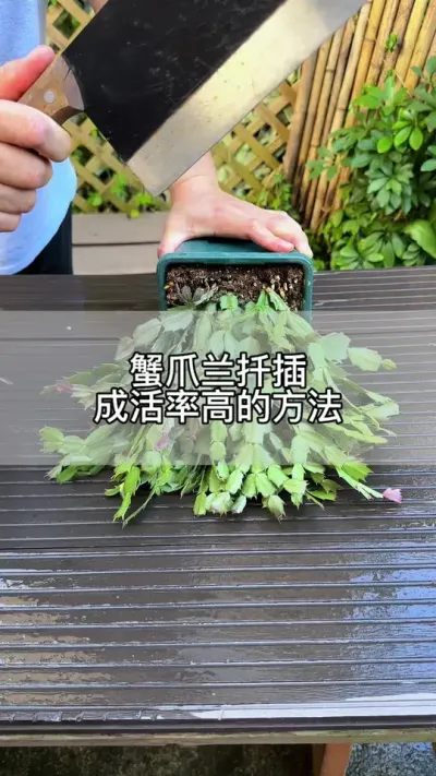 分享一个扦插蟹爪兰成活率高的方法#花卉绿植 #养花 #种植小技巧