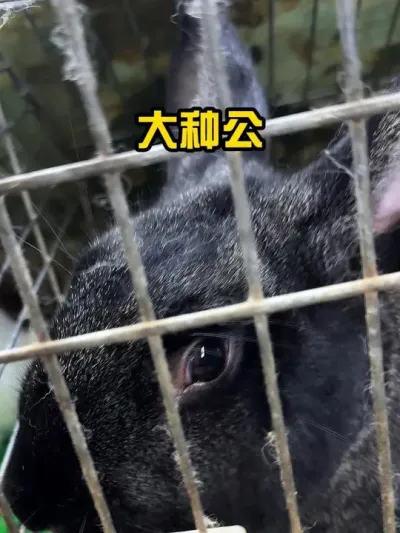 这几位，都是我兔场的大功臣#养兔人 #肉兔养殖 #养兔技术 #养兔日常