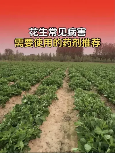 花生常见病害，需要使用哪些药剂防治？#花生种植 #花生高产 #花生高产配方 #分享农业知识帮农民增产增收 #花生种植管理技术