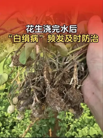 花生浇完水以后根部病害&ldquo;白绢病&rdquo;频发，要及时防治！#花生高产 #花生高产种植 #花生种植 #花生种植管理技术 #分享农业知识帮农民增产增收