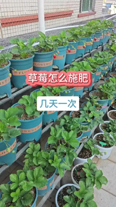草莓的种植方法，新手怎么种草莓，草莓的种植过程，草莓怎么施肥 #草莓 #草莓种植 #草莓苗 #盆栽草莓 #家庭种植