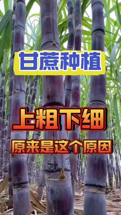 甘蔗上粗下细，你遇到过吗#甘蔗种植#甘蔗施肥方法 #种植小技巧
