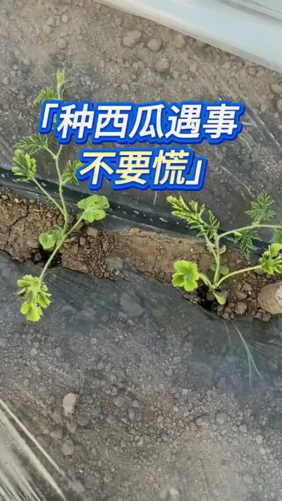 种西瓜这些问题，可以不存在 #创作灵感 #西瓜管理 #西瓜种植技术 #大棚西瓜种植技术 #种西瓜