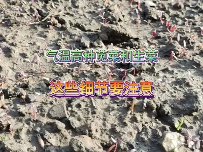 天气干旱气温高怎么种苋菜和生菜，注意这些细节管理很重要 #三农 #种植小技巧 #种菜 #种苋菜 #种生菜 