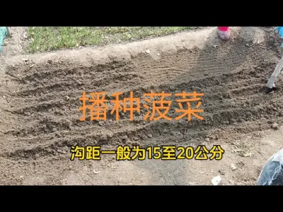 播种菠菜#菠菜
