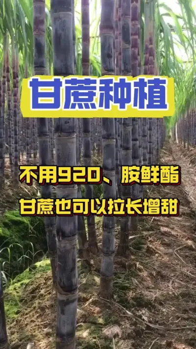 甘蔗不用920，不用赤霉素照样可以快速拔节长肉#甘蔗种植 #甘蔗施肥方法 #甘蔗种植