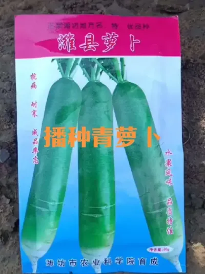 2025年平畦播种青萝卜#青萝卜