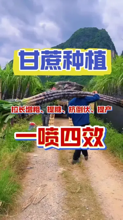 甘蔗拔节期，不要错过的高产配方#甘蔗种植 #甘蔗高产 #甘蔗施肥