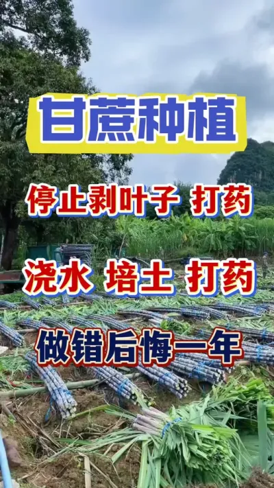不管甘蔗有没有培土、剥叶子、浇水，都一定不要错过这件事，否则后悔一整年#甘蔗种植#甘蔗 #甘蔗施肥