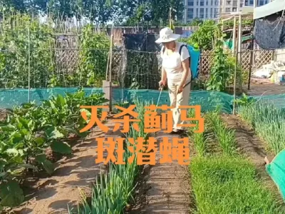 灭杀大葱蓟马斑潜蝇的好方法#大葱蓟马