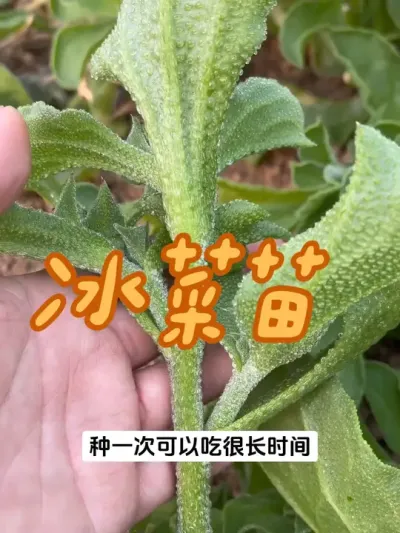 冰菜苗正在发货中 想种植冰菜苗的朋友抓紧种植起来吧#冰菜 #冰菜秧苗 #冬季蔬菜 #在家种菜