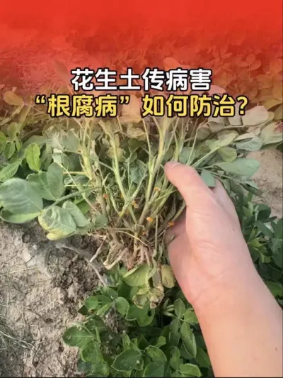 花生土传病害&ldquo;根腐病&rdquo;如何防治？#花生种植 #花生高产 #花生高产全程模式化管理 #花生高产种植 #分享农业知识帮农民增产增收