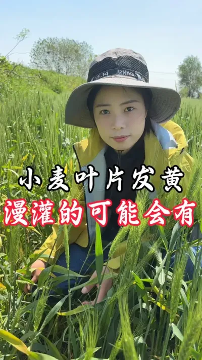 根系不好，小麦早衰了#分享农业知识帮农民增产增收 #老百姓关心的话题