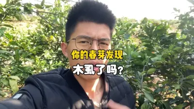 果农朋友，你们柑橘春梢发现木虱了吗？ #柑橘种植 #三农 #农业 #木虱 #黄龙病 