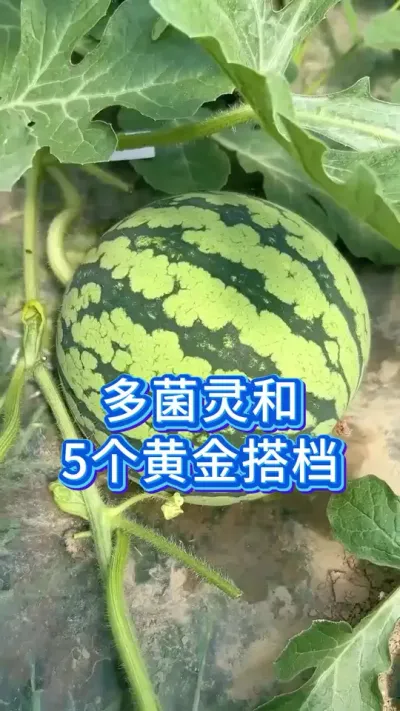 西瓜种植中多菌灵的5个黄金搭档 #西瓜种植技术 #大棚西瓜种植技术 #西瓜管理 #大棚西瓜 #西瓜种植的方法和技术