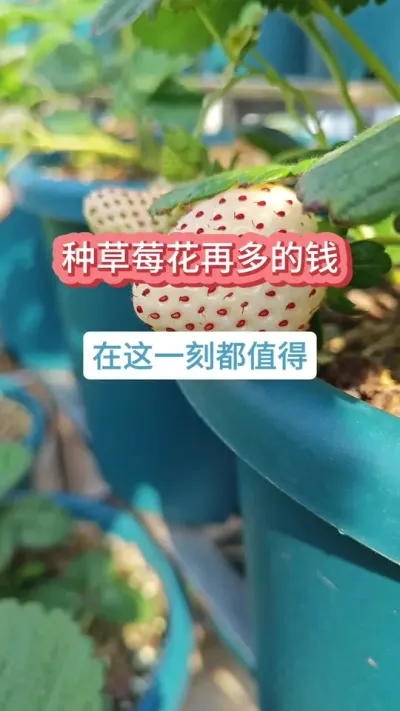 草莓的种植过程，又可以摘草莓了，草莓采摘园，草莓的养护过程，楼顶草莓园#草莓苗 #种草莓 #白草莓 #草莓种植 #盆栽草莓