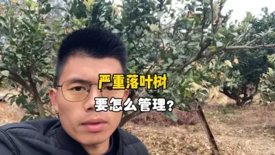 对于早春严重落叶的柑橘树要怎么处理？ #抖音助农 #柑橘 #三农 #农业 #果树管理 