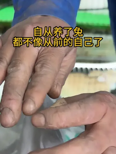 #肉兔养殖 #养兔人 #农村创业养殖 #肉兔 #养兔日常