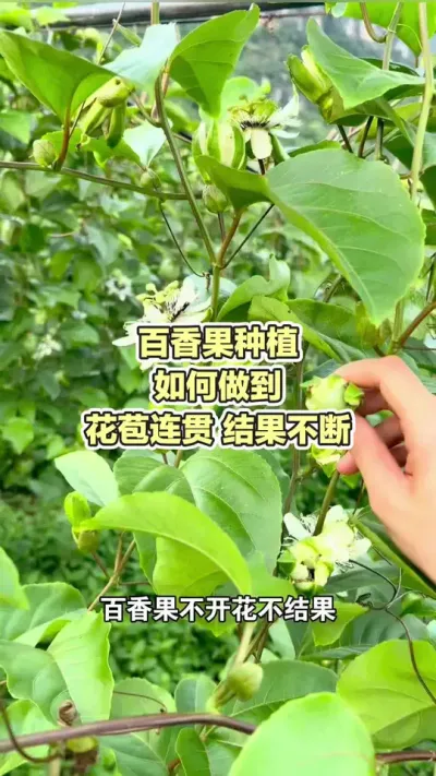 百香果种植如何做到花苞连贯结果不断#百香果种植 #百香果种植技术 #黄金百香果种植技术 #百香果#浩伟方