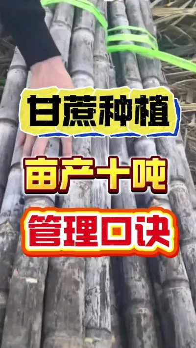 学会这个甘蔗种植口诀，你就是甘蔗种植界的扛把子#甘蔗种植 #甘蔗施肥方法 #增产增收小配方