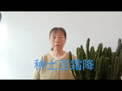 种植春土豆（马铃薯）的时间#马铃薯