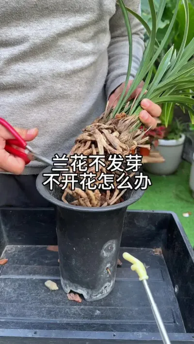 兰花不开花，剪根有用吗#花卉绿植 #种植小技巧