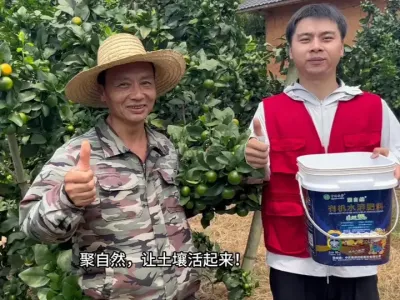 丰收金秋梦，绿色沙糖桔！崇义县金秋沙糖桔使用聚自然有机水溶肥现场回访。#绿农业聚自然#聚自然让土壤活起来