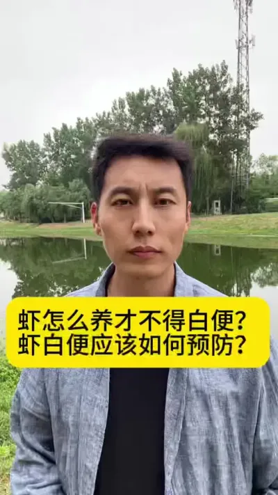 虾怎么养才不会有白便？到底如何才能防的住白便？#对虾养殖 #土塘养虾 #小棚养虾 #养虾人 #创作灵感