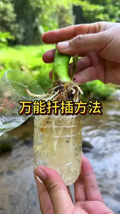 教你一个万能扦插方法 #三农 #种植小技巧