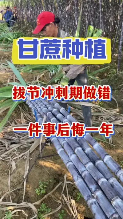 甘蔗拔节升糖冲刺期用上它，甘蔗产量笑哈哈#甘蔗种植#甘蔗施肥#甘蔗