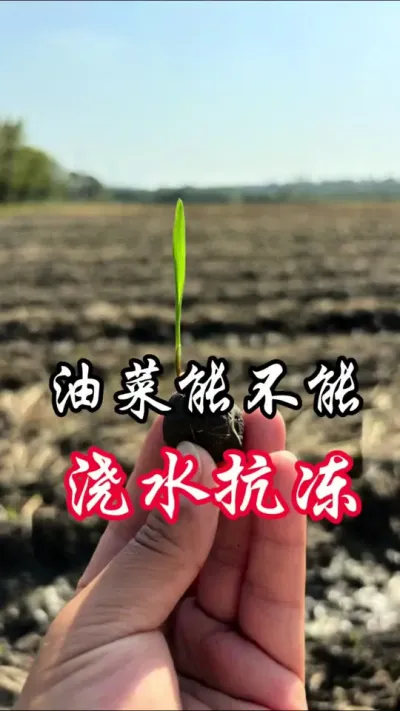 油菜能不能浇水抗冻##分享农业知识帮农民增产增收