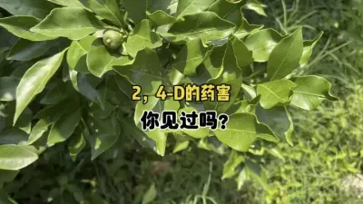 柑橘喷2，4-D的药害你认识吗？ #柑橘管理 #三农 #药害 #调节剂 #农业 
