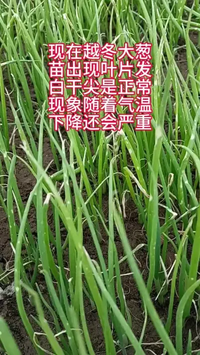 越冬大葱苗叶子发白发干正常吗#大葱苗
