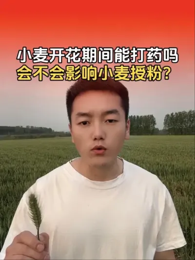 小麦开花期间能不能打药，会不会影响授粉？#农业植保知识分享 #分享农业知识帮农民增产增收 #小麦高产技术 #小麦 #传播农业小知识