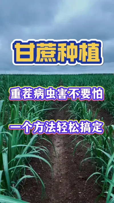 甘蔗重茬种植不要怕，一个土方法，轻松搞定！#甘蔗种植#甘蔗施肥#甘蔗