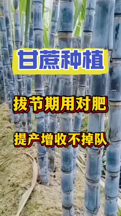 甘蔗进入拔节期到底怎么管理、怎么施肥、怎么浇水？拔节期管不好，一年收成都跑掉#甘蔗种植#甘蔗施肥#甘蔗