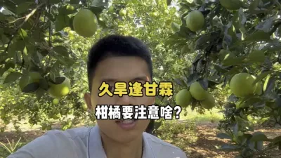 赣南久旱逢甘霖，脐橙应该要注意什么？ #三农 #农业种植 #柑橘种植 #果树管理 #果腐病 