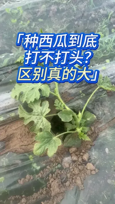 西瓜打头好，还是不打头产量高？ #西瓜种植 #种西瓜 #西瓜管理 #西瓜种植技术 #西瓜