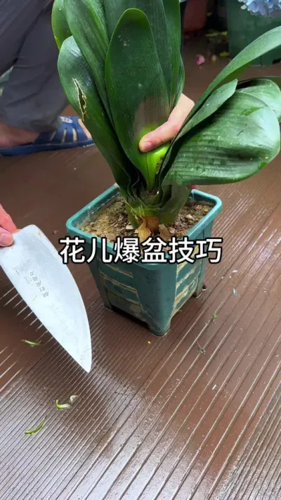 花儿爆盆窍门#花卉绿植