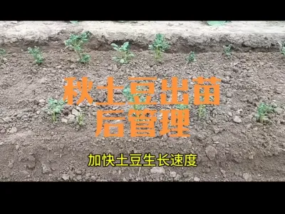 秋土豆出苗后的管理（2024年）