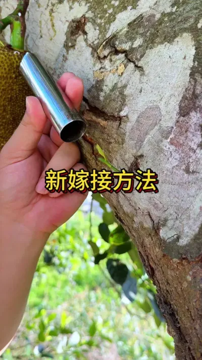 果树嫁接新方法 #花卉绿植 #养花 #种植小技巧