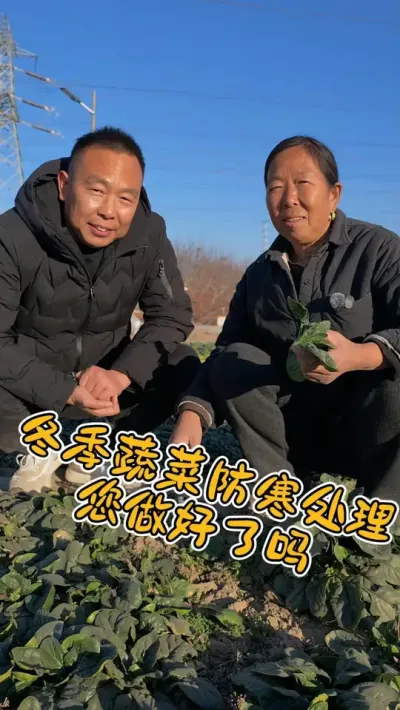 冬季地里的蔬菜，防寒处理您做好了吗？#三九天 #冬季防寒 #过年 #农村生活 @抖音小助手 #上热门