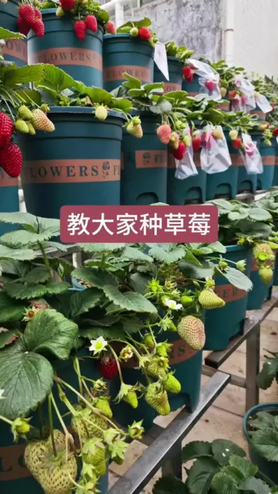 草莓的种植方法，新手怎么种草莓，盆栽草莓的种植过程#草莓种植 #种草莓 #草莓苗 #草莓种植技术 #盆栽草莓 @小卡拉米 @花舞园艺农场