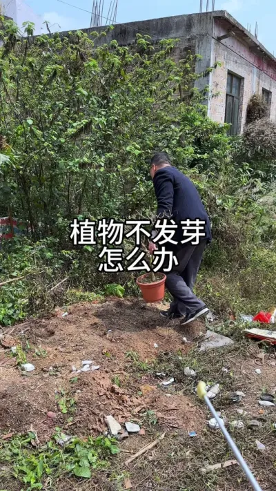 家里的植物不发芽，教你如何处理#养护小知识 #花卉绿植