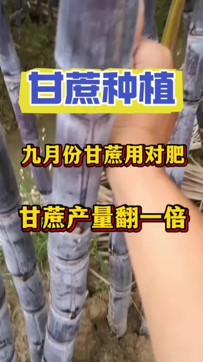 九月甘蔗用对肥，甘蔗产量翻翻倍#甘蔗种植#甘蔗#甘蔗施肥